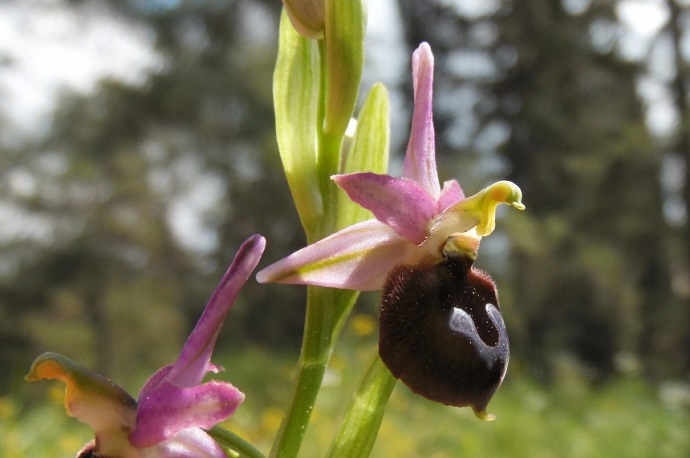 Ophrysargolica