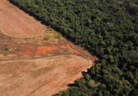 135.000τμ αποψιλώσεις και κλαδεύσεις περιμετρικά του Παπάγου και του Χολαργού, προσεχώς!