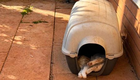 Φόλες στου Παπάγου: Απανωτά περιστατικά δηλητηριασμένων ζώων