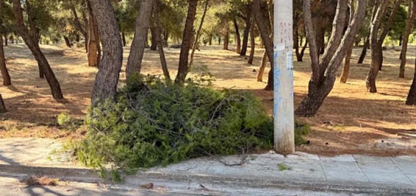Ένταση στου Παπάγου: Κλαδεύουν πεύκα για καλώδια που δεν έπρεπε να είχαν ρευματοδοτηθεί!