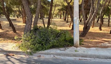 Ένταση στου Παπάγου: Κλαδεύουν πεύκα για καλώδια που δεν έπρεπε να είχαν ρευματοδοτηθεί!